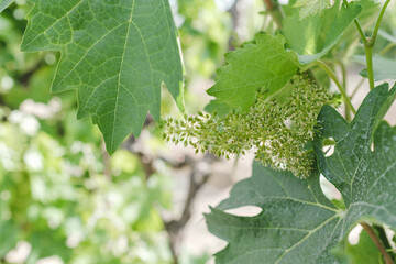 Close-up of flowering grape vine, grapes bloom in summer day