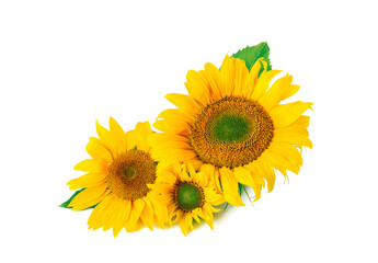 Several sunflowers together isolated on white background. Sunflower oil or seeds label banner