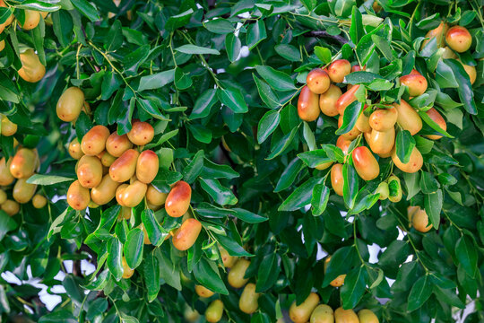 Sweet jujubes grow on jujube tree. Ripe date fruits in autumn season.