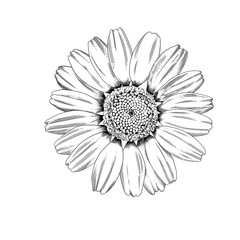 Engraving style chamomile flower close-up top view isolated on white background