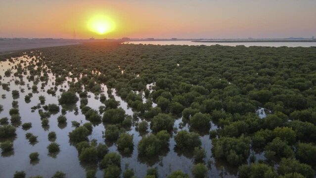 4K: Top view of Mangroves during sunset, located in Umm Al Quwain, United Arab Emirates
