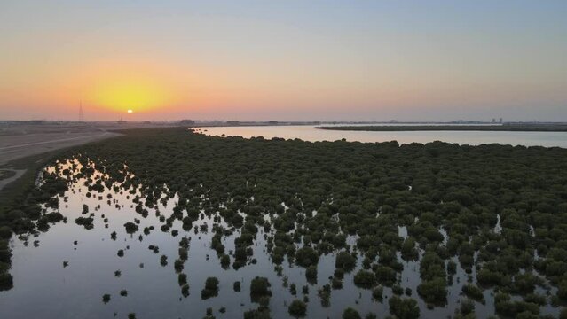 4K: Top view of UAE stunning Mangroves during sunset, located in Umm Al Quwain, United Arab Emirates