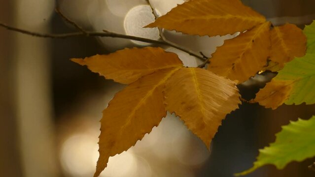 Yellow leaves on the branch with a bokeh effect. Autumn season.