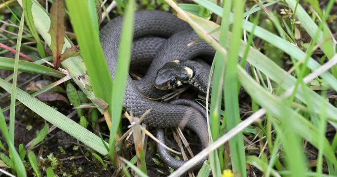 Closeup of small non venomous grass snake in natural habitat in defend pose, Natrix natrix, european wildlife, Czech Republic
