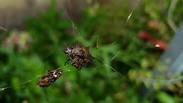 Ara&ntilde;a Tejedora Espinosa Gasteracantha cancriformis con presa