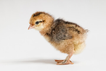little ginger chicken stands sideways on a white background