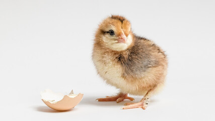 young chicken and a piece of eggshell on a white background