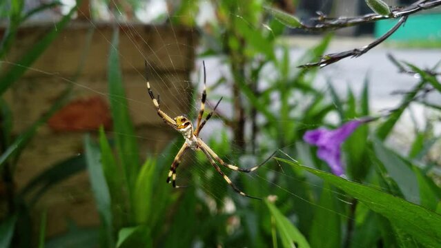 Ara&ntilde;as Tigre ARGIOPE ARGENTATA 5 en las hojas