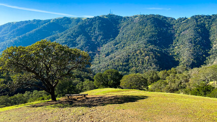 Obraz premium Beautiful scenic view of trees and sky in California public park