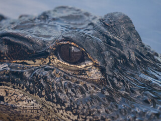 close up of crocodile head