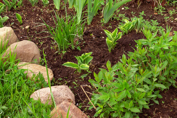 green sprouts of flowers in a flower bed in spring in the front garden