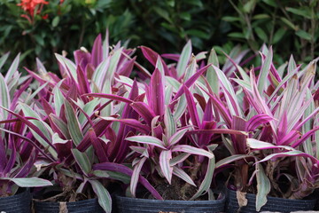 Cambodia. Tradescantia spathacea, the oyster plant, boatlily or Moses-in-the-cradle, is a herb in...