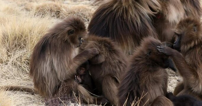 Baby of endemic animal Gelada monkey on rock, endangered Theropithecus Gelada, in Ethiopian natural habitat Simien Mountains, Africa Ethiopia wildlife