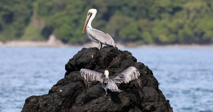 Brown pelican (Pelecanus occidentalis) aon rock in pacific ocean waves. Ocotal Beach, Wildlife and birdwatching in Costa Rica.