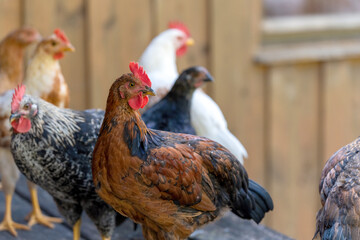 Free range chickens on a German farm in the summer