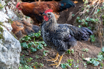 Free range chickens on a German farm in the summer