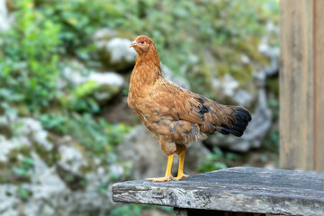 Free range chickens on a German farm in the summer