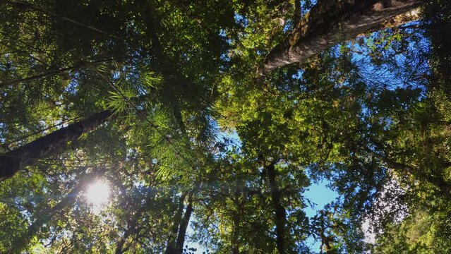 Dense Tropical rain-forest treetop, San Gerardo de Dota forest green landscape, Costa Rica wilderness landscape