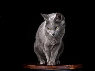 Russian Blue Cat Portrait - 527209486