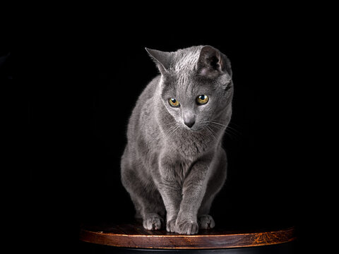 Russian Blue Cat Portrait