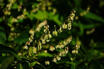 Heart shaped bindweed Fallopia Convolvulus at a fence