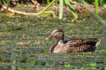 canne canard colvert nage étang lac