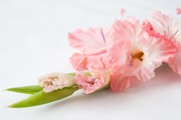 beautiful pink gladiolus flower on white background