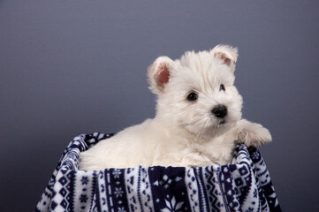 white west highland terrier dog puppy in basket on gray background