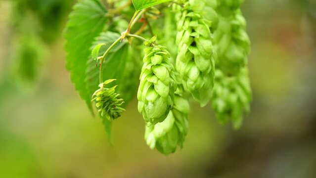 ripe hop cones in summer in Germany
