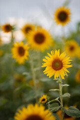 Photo of blooming yellow sunflowers in the garden.