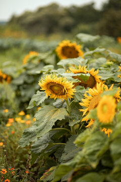 Photo of blooming yellow sunflowers in the garden.