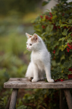 Photo of a small fluffy kitten near a red currant bush.