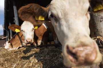 Close up of cows at a bio farm or countryside, agricultural concept