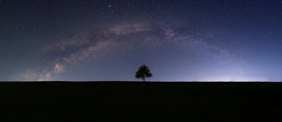 Fototapeta premium silhouette of a tree at night