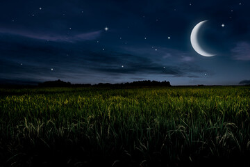 Beautiful silent night landscape in rice field