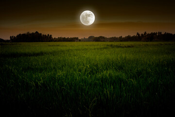 Full moon in rice field - Powered by Adobe
