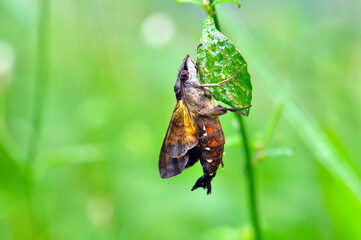 hummingbird hawk on the leaf