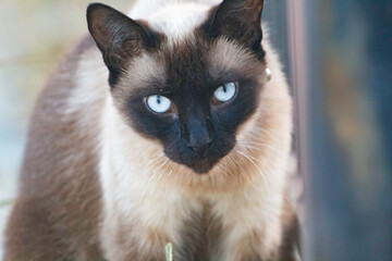 A siamese cat with blue eyes