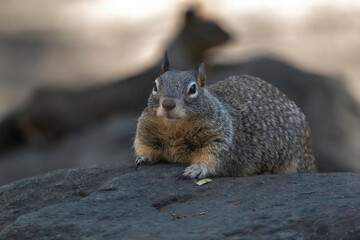 Naklejka na ściany i meble A squirrel sitting in a park