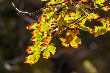 Autumn leaves turning colors.
