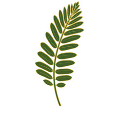 Green leaves with golden line border.