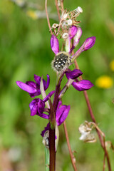 Trauer-Rosenkäfer (Oxythyrea funesta) auf Knabenkraut (Orchis mascula)