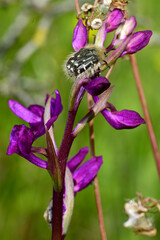 Trauer-Rosenkäfer (Oxythyrea funesta) auf Knabenkraut (Orchis mascula)