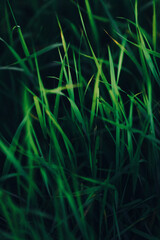Close up of fresh thick grass with a sun ray in the evening. Dark background