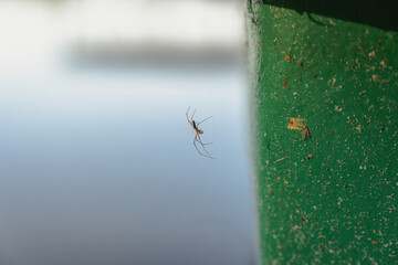 Fototapeta Spider on lake boat obraz