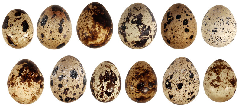 Quail eggs bird animal food isolated set on white background macro photo
