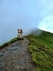 cow on mountain peak