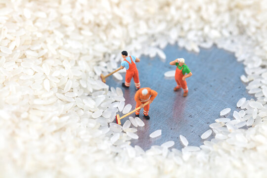 Miniature photography collection of fresh rice