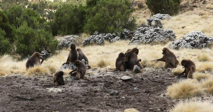 Family group of endemic animal Gelada monkey on rock, with mountain view. Theropithecus gelada, in Ethiopian natural habitat Simien Mountains, Africa Ethiopia wildlife
