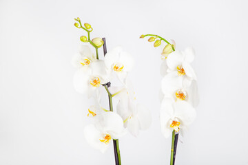 bouquet of white orchids flowers on a white background